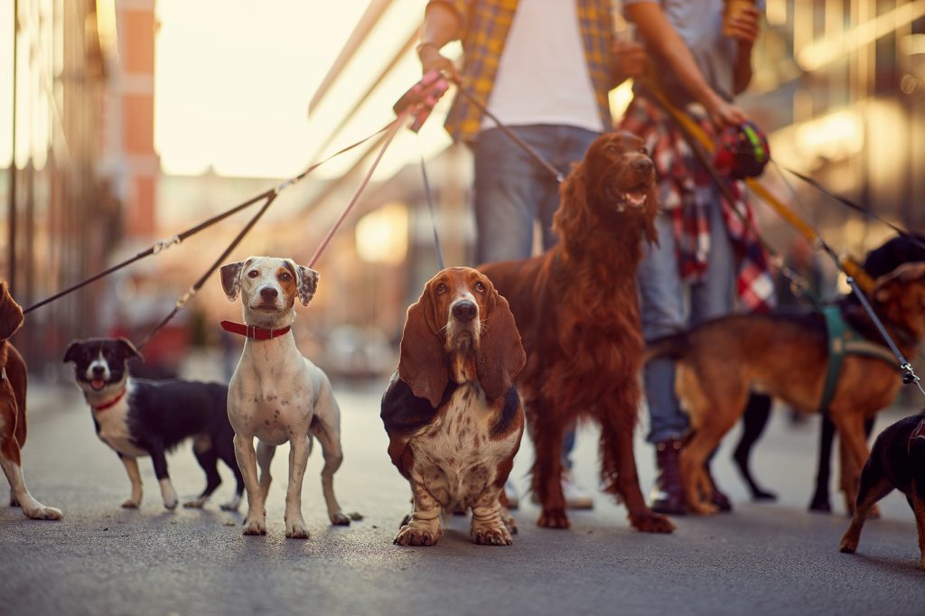 group of dogs with man and leash ready to go for a walk outdoors
